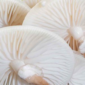 photographie de champignons blancs, la Mucidule visqueuse, en très gros plan.