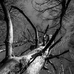 photographie d'un arbre élancé défeuillé, en diagonale, du bas vers le haut, en noir et blanc contrasté. Format vertical.