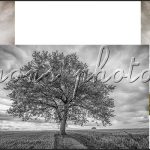 photographie le mystère de l'arbre cloné