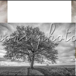 photographie le mystère de l'arbre cloné, format panoramique, avec trois photographies de l'arbre avec différentes couleurs, orangé, noir et blanc, vert.