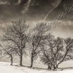 Photographie les arbres en hiver