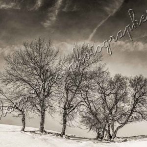 photographie les arbres en hiver, dans la neige, en noir et blanc, un paysage minimaliste.