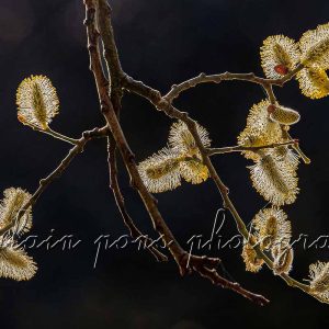 photographie les chatons dorés du saule marsault. Le soleil éclaire à contrejour les bourgeons.