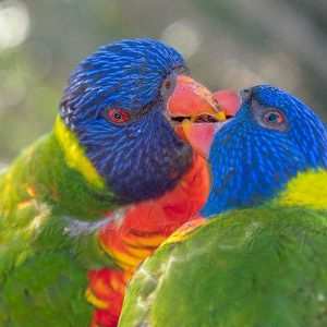 photographie d'un couple de loriquets se bécotant, c'est si beau.