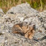 photographie Maman Papa et les enfants marmottes