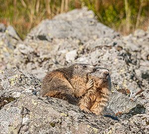 photographie de maman, papa et les enfants marmottes