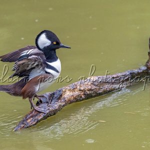 photographie de l'oiseau harle couronné, posé sur une branche dans l'eau.