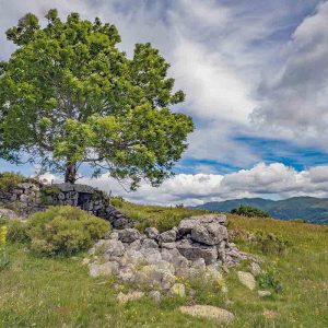 photographie paysage montagne du Cantal, avec un arbre et un buron en ruine.