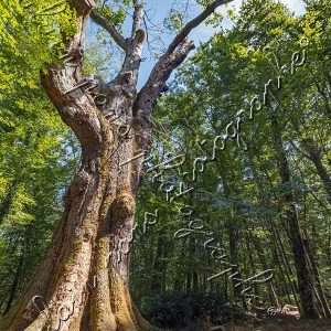 Photographie de l'arbre chêne La Sentinelle en forêt de Tronçais. Format vertical, en couleur.