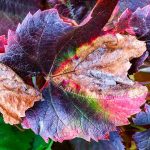 photographie feuilles de vigne en automne