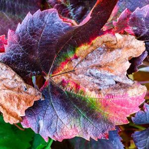 photographie de feuilles de vigne en automne, couleurs mauve, rouge, violet...