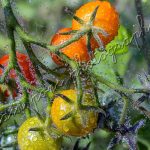 photographie les tomates aux gouttes de pluie