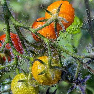 photographie les tomates aux gouttes de pluie.