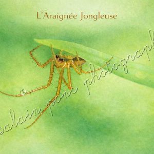 Affiche Vintage Araignée Jongleuse