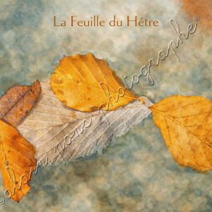 Affiche Vintage La Feuille du Hêtre