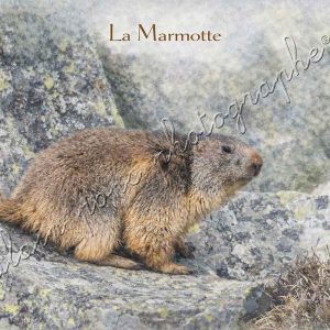 Affiche Vintage La Marmotte