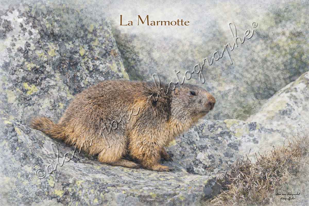 Affiche Vintage La Marmotte