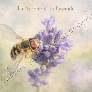 affiche vintage la Syrphe et la Lavande