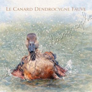 affiche vintage le canard Dendrocygne fauve