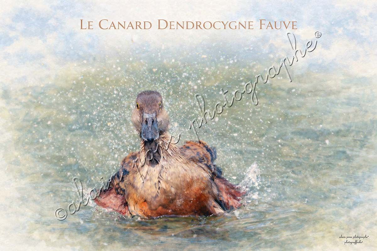 affiche vintage le canard Dendrocygne fauve