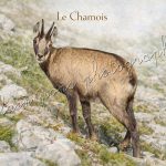 Affiche Vintage Le Chamois