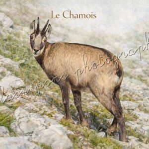 Affiche Vintage Le Chamois