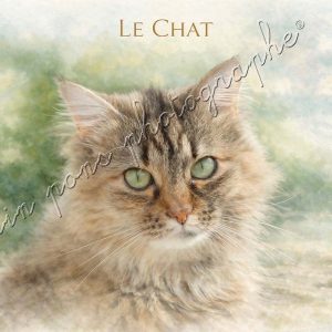 affiche vintage le chat