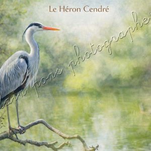 Affiche Vintage Le Héron cendré, une photograffiche®