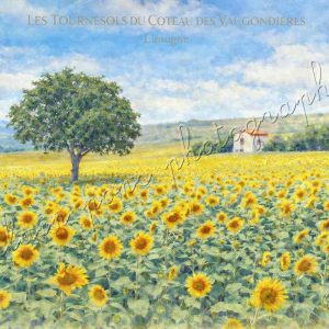 affiche vintage les tournesols du Coteau des Vaugondières