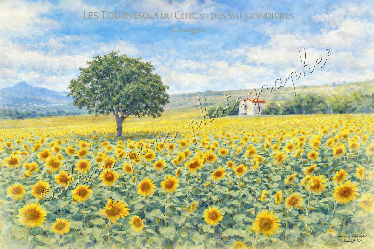 affiche vintage les tournesols du Coteau des Vaugondières