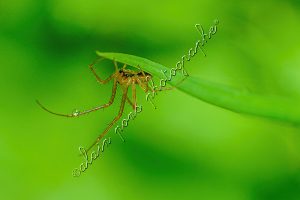 photographie de l'araignée jongleuse, nouvelle espèce