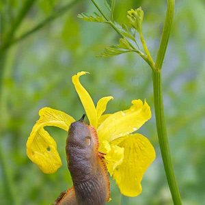 photographie d'une grande loche arion rufus limace rouge sur iris jaune.