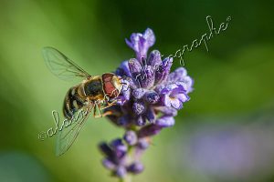 photographie syrphe sur lavande