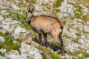 photographie le chamois