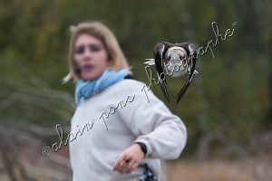 photographie martin-chasseur géant