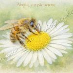 Affiche vintage Abeille sur Pâquerette