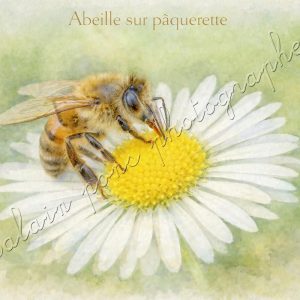 affiche vintage abeille sur pâquerette