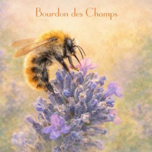 affiche vintage bourdon des champs, une photograffiche®