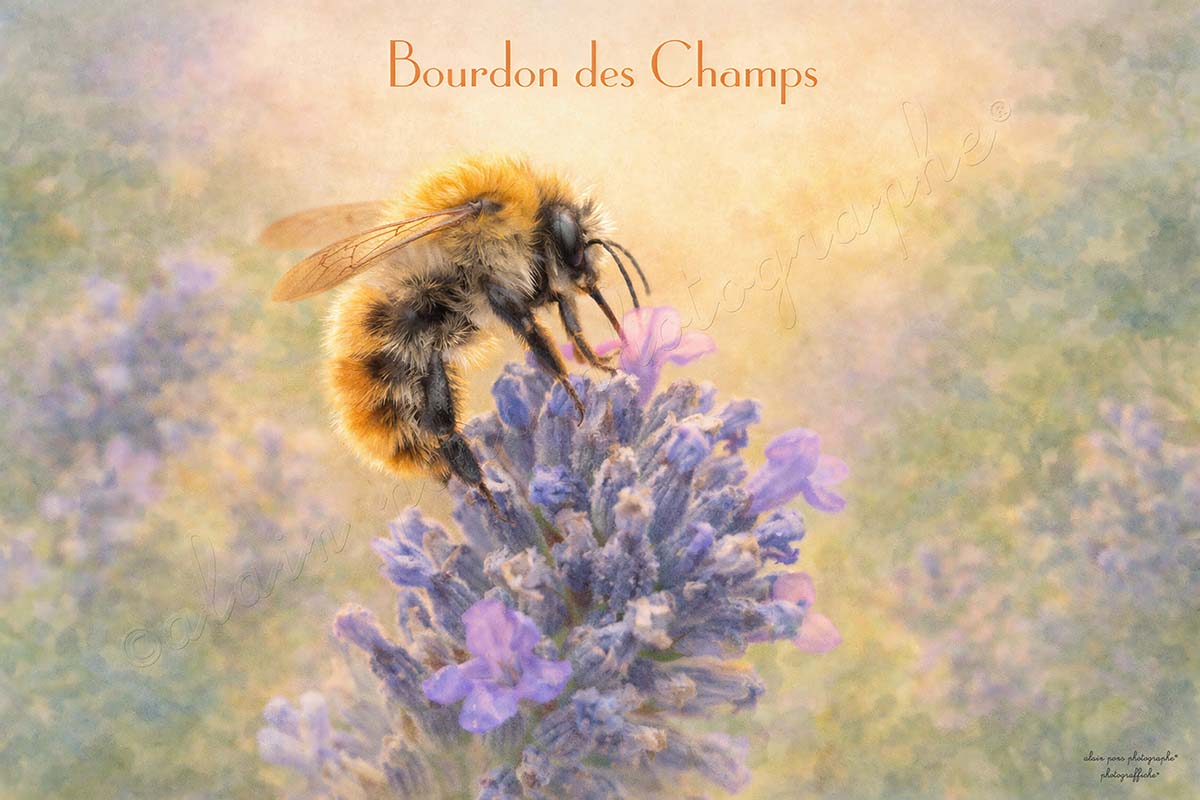 affiche vintage bourdon des champs, une photograffiche®