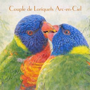 affiche vintage couple loriquet arc-en-ciel