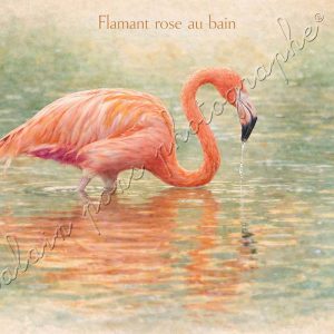 affiche vintage flamant rose au bain