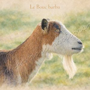 affiche vintage le bouc barbu