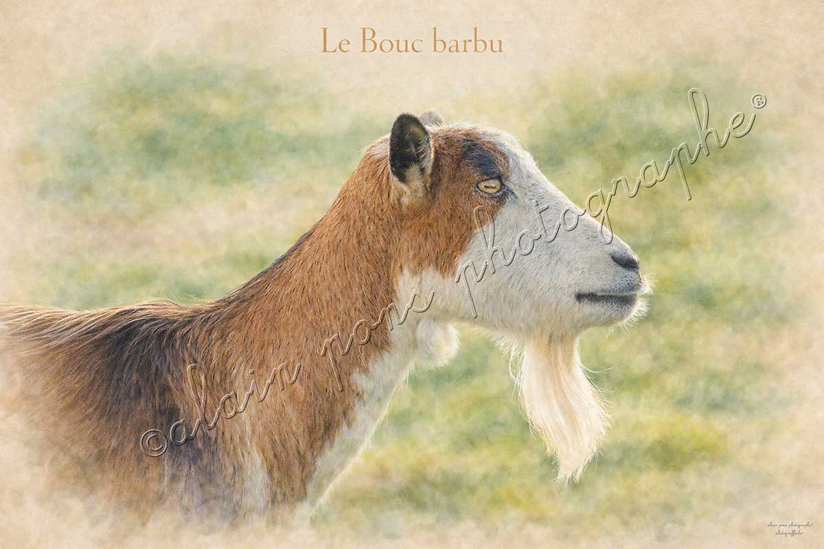 affiche vintage le bouc barbu
