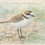 Affiche vintage le Gravelot à collier interrompu