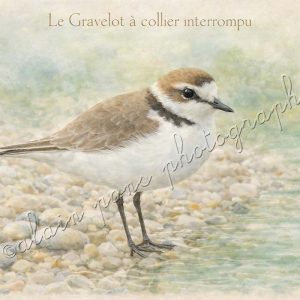 affiche vintage le gravelot à collier interrompu