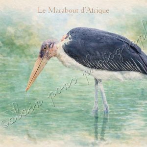 affiche vintage le marabout d'Afrique