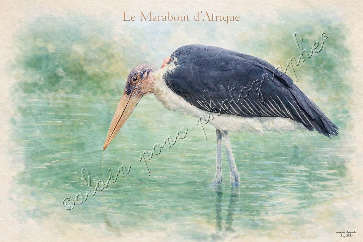 affiche vintage le marabout d'Afrique