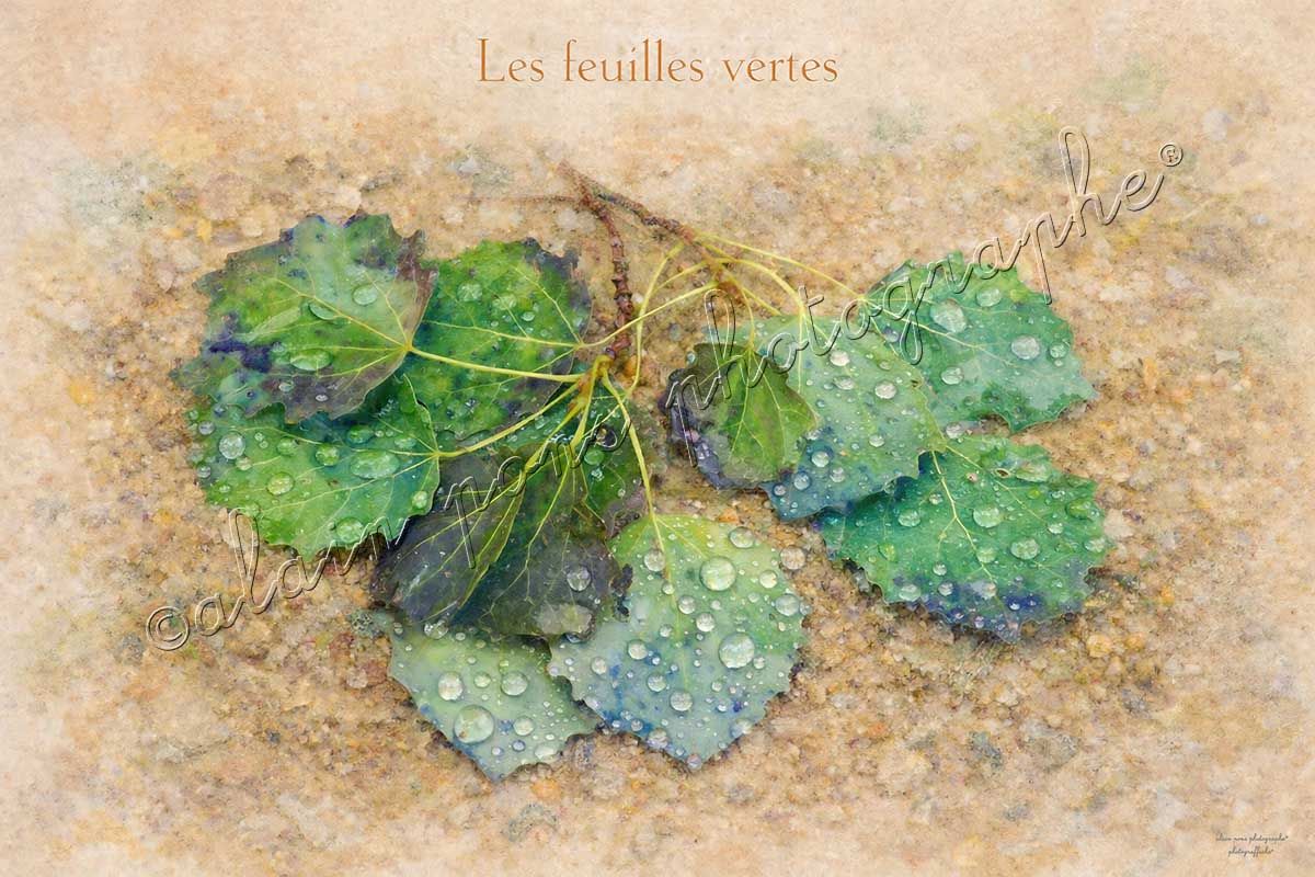 affiche vintage les feuilles vertes
