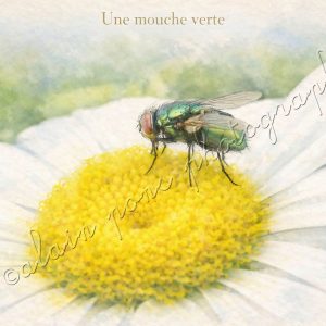affiche vintage une mouche verte