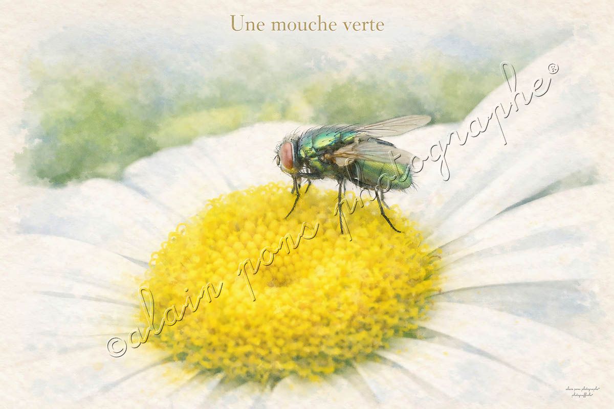 affiche vintage une mouche verte